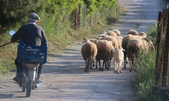 Επιστρατεύονται στρατιωτικοί κτηνίατροι για την αντιμετώπιση της ευλογιάς αιγοπροβάτων Παρατείνονται τα προληπτικά μέτρα για την ευλογιά των αιγοπροβάτων στην Κρήτη, έως τις 7 Ιανουαρίου
