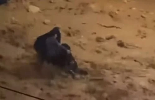 Συγκλονιστικό βίντεο: Η δραματική διάσωση γυναίκας από ορμητικό χείμαρρο στη Γλυφάδα | in.gr Συγκλονιστικό βίντεο: Η δραματική διάσωση γυναίκας από ορμητικό χείμαρρο στη Γλυφάδα | in.gr