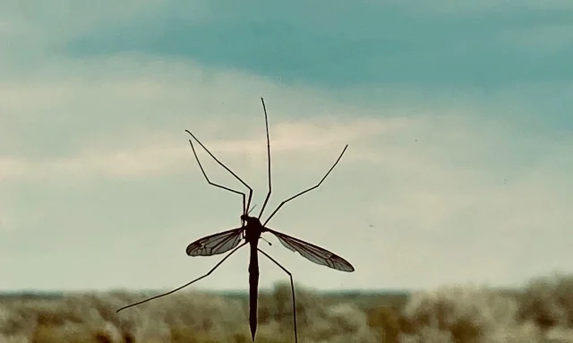 Συναγερμός για τον ιό Chikungunya: Έρχεται στην Ευρώπη λόγω κλιματικής αλλαγής Ιός Chikungunya: Αυξάνονται τα κρούσματα μέσω κουνουπιών στην Ευρώπη -Τα συμπτώματα
